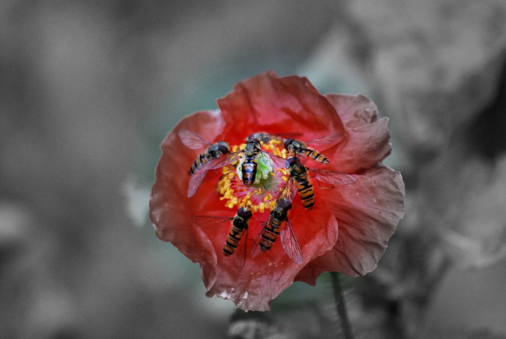 Gentil coquelicot Messieurs...