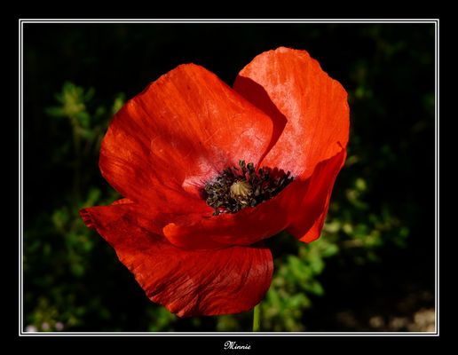 " Gentil coquelicot...mesdames..."