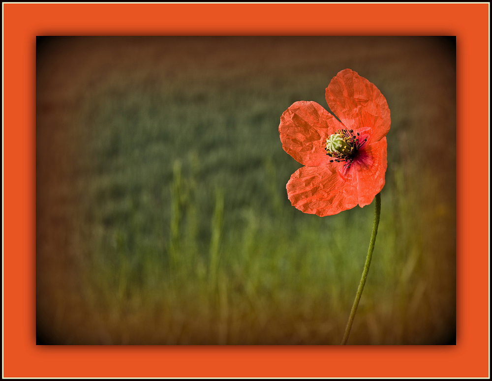 Gentil coquelicot…pour vous Mesdames,….et Messieurs  --  Nur eine Mohnblume…!