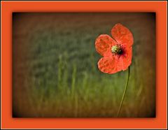 Gentil coquelicot…pour vous Mesdames,….et Messieurs  --  Nur eine Mohnblume…!