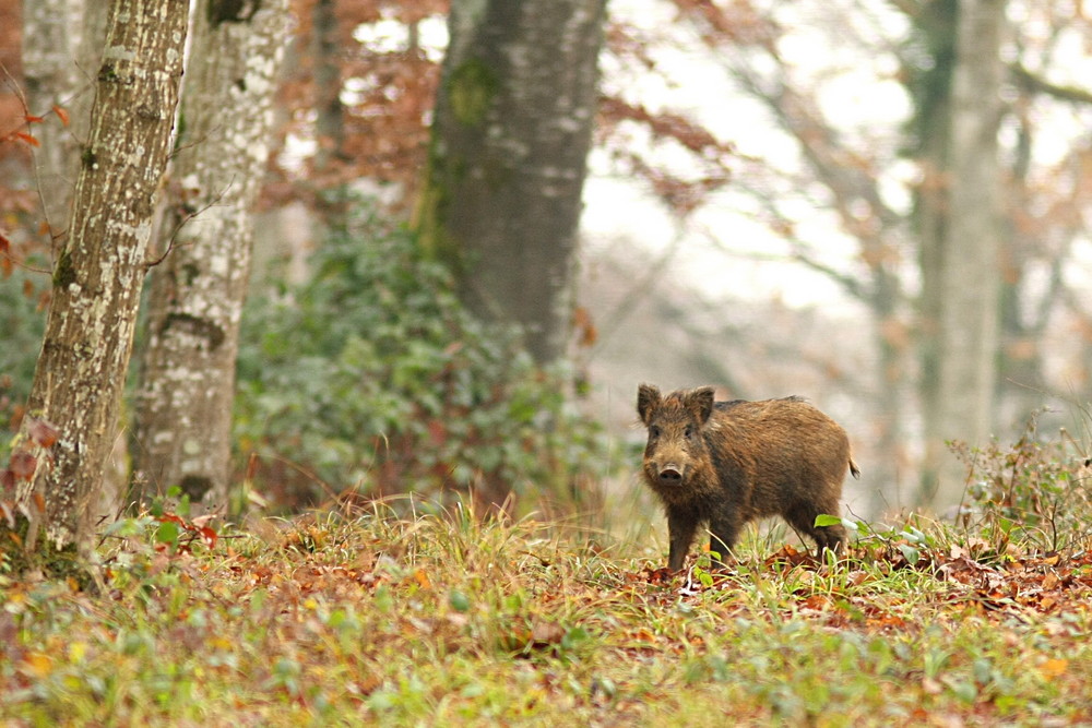 gentil ou chasseur? gentil? alor je pose