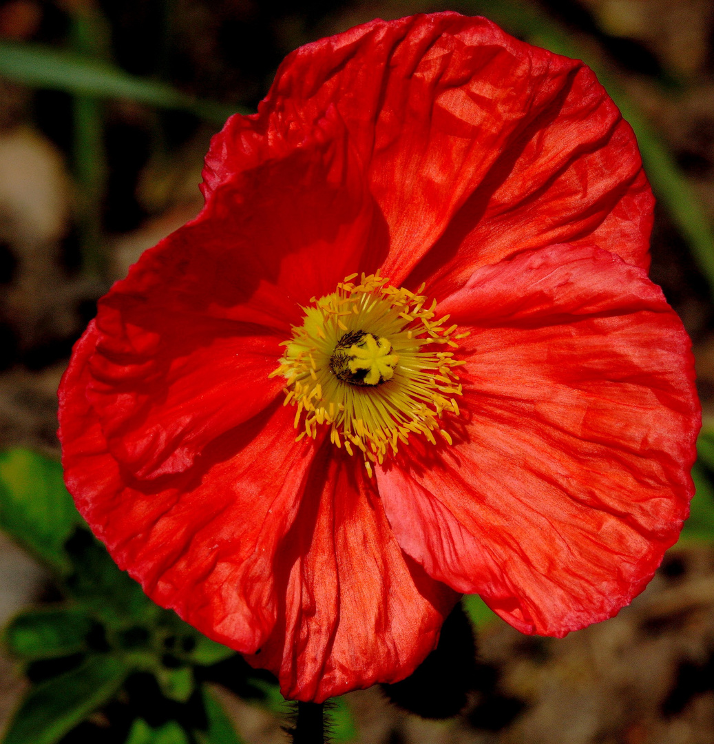 gentil petit coquelicot