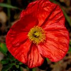 gentil petit coquelicot