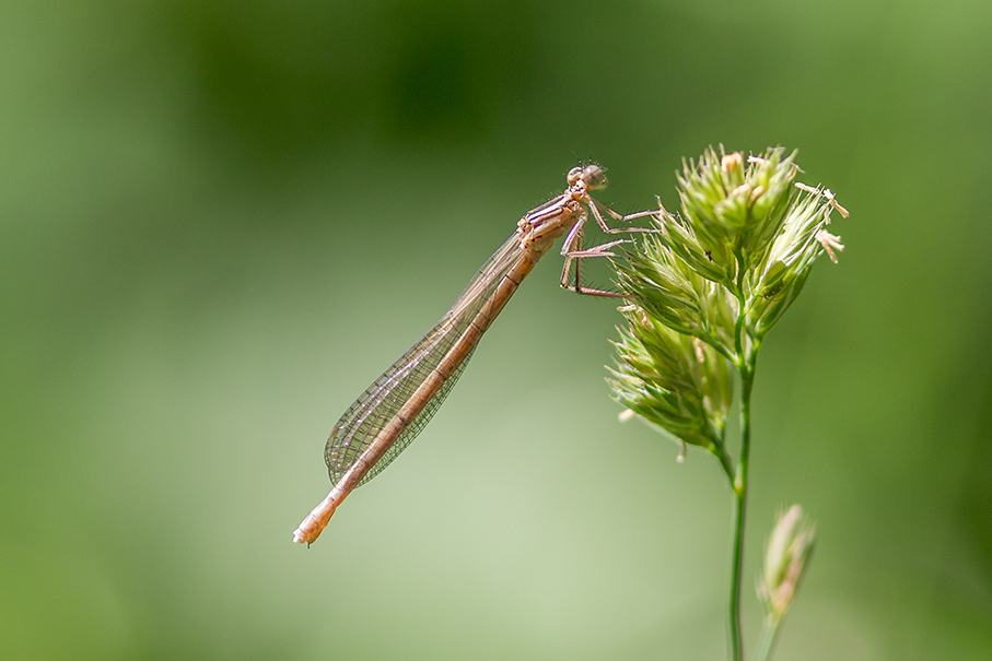 Gentille demoiselle !