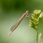 Gentille demoiselle !