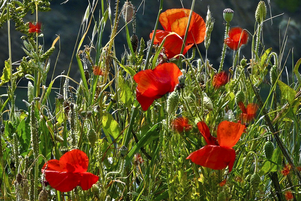 Gentils coquelicots