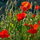 Gentils coquelicots