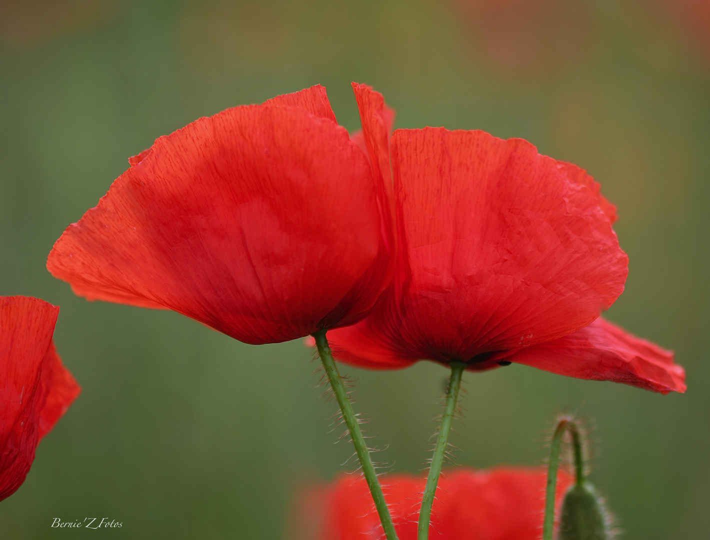 Gentils coquelicots