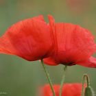 Gentils coquelicots