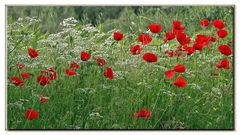 gentils coquelicots 4