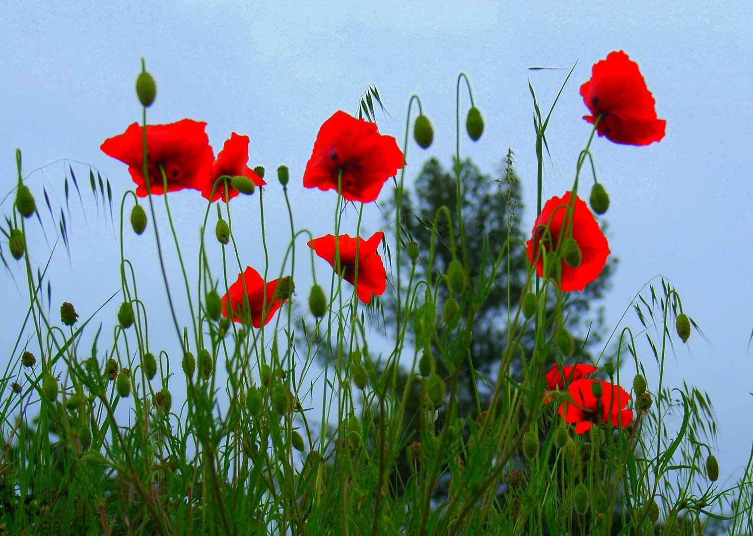 gentils coquelicots....