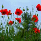 gentils coquelicots....