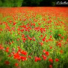 gentils coquelicots...