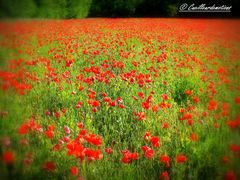 gentils coquelicots...