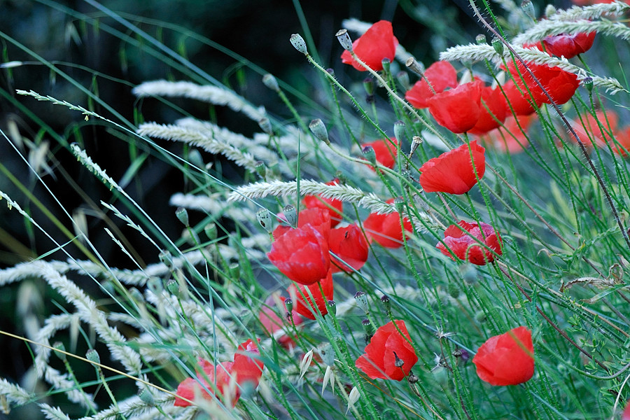 gentils coquelicots