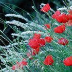 gentils coquelicots