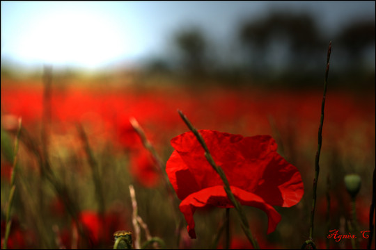 Gentils coquelicots