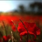 Gentils coquelicots