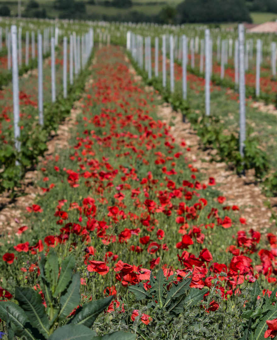 gentils coquelicots