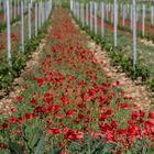 gentils coquelicots