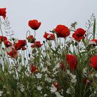 Gentils coquelicots....