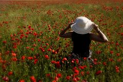 Gentils coquelicots