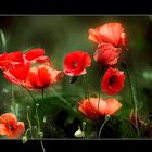 GENTILS COQUELICOTS .... LE RETOUR II