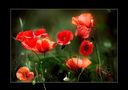 GENTILS COQUELICOTS .... LE RETOUR II de prg42 