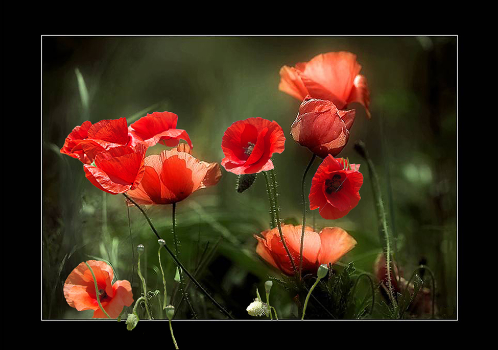 GENTILS COQUELICOTS .... LE RETOUR II