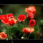 GENTILS COQUELICOTS .... LE RETOUR II