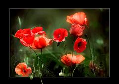 GENTILS COQUELICOTS .... LE RETOUR II