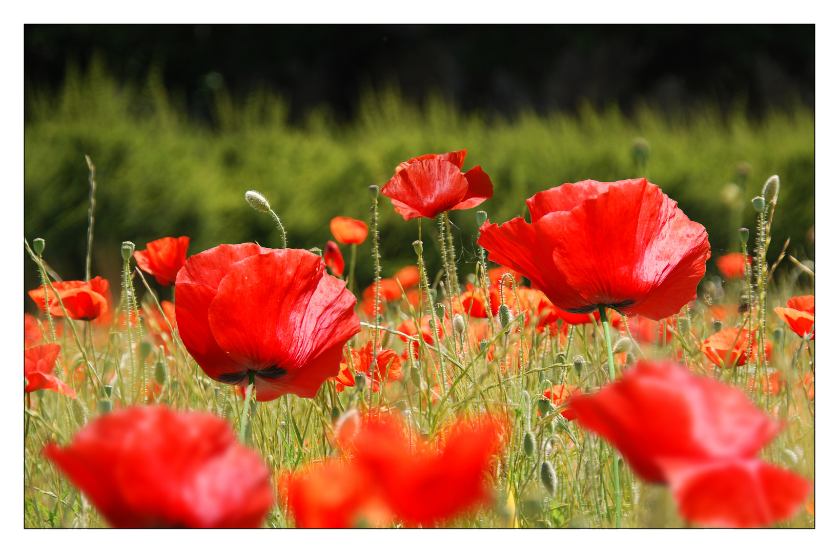 GENTILS COQUELICOTS, MESDAMES !