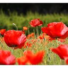 GENTILS COQUELICOTS, MESDAMES !