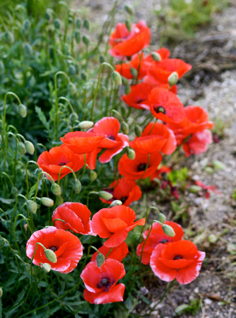 Gentils coquelicots, Mesdames