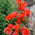 Gentils coquelicots, Mesdames