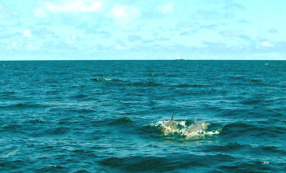 Gentils dauphins