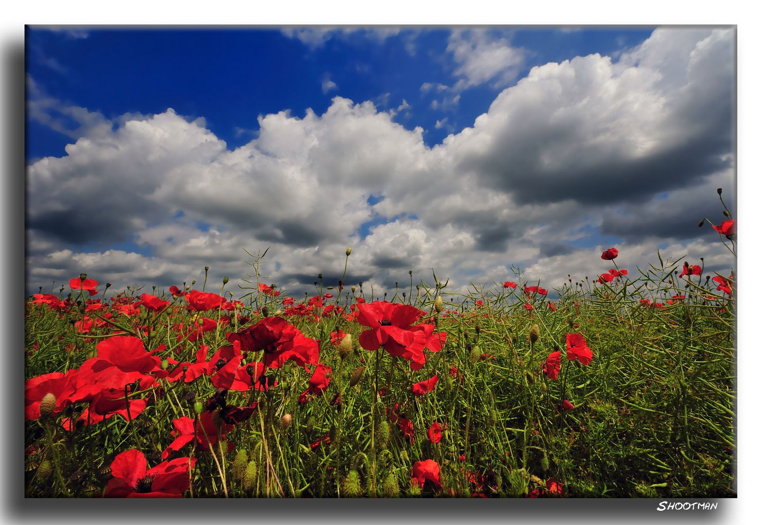 Gentils petits Coquelicots...