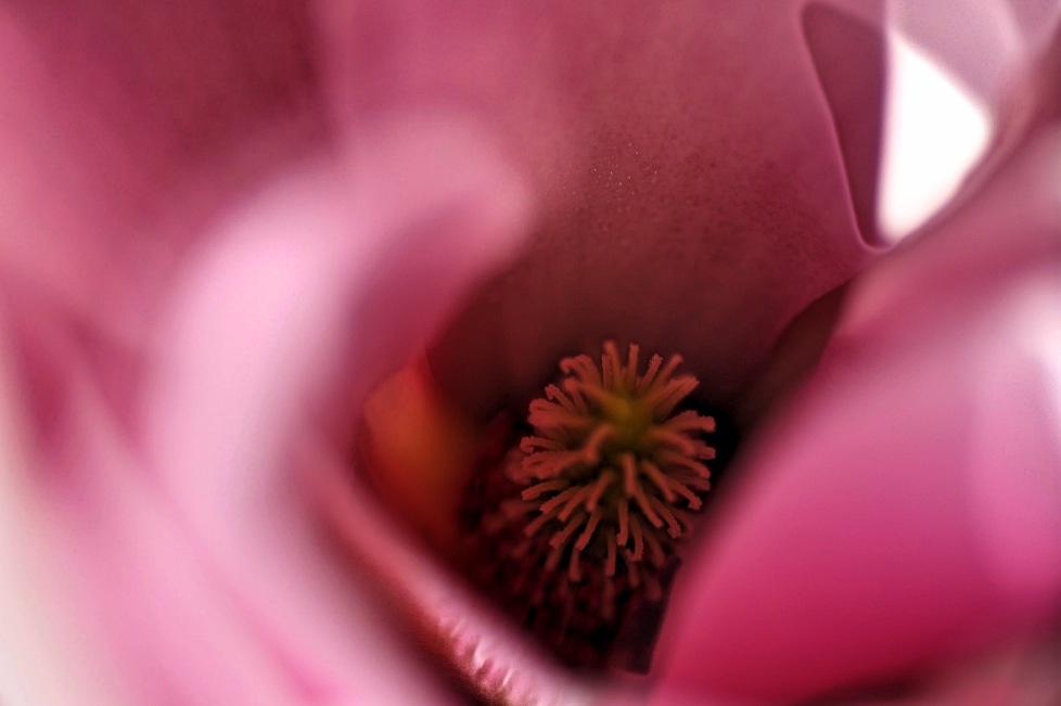 Gentle breeze of a magnolia blossom