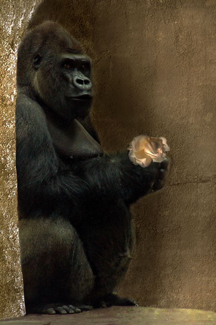 Gentle Gorilla