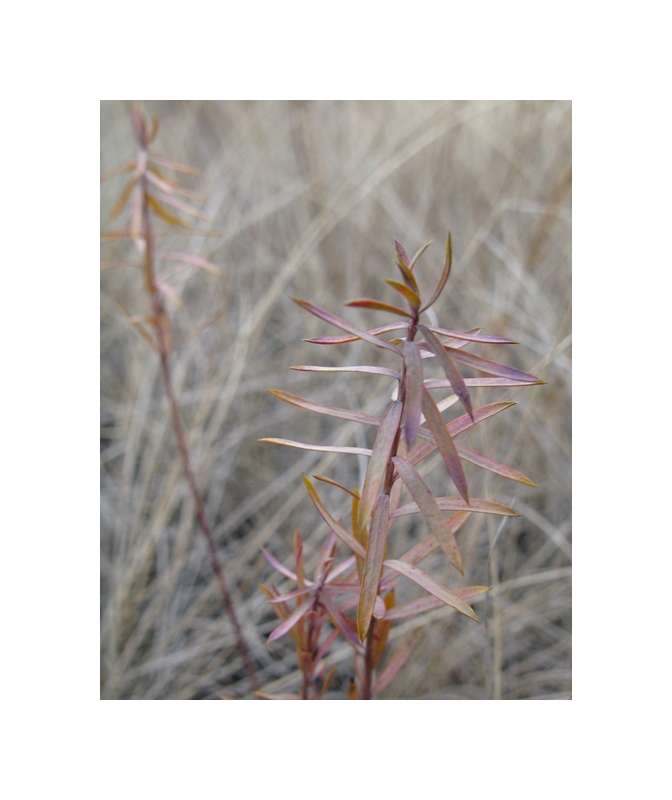 gentle paints of autumn