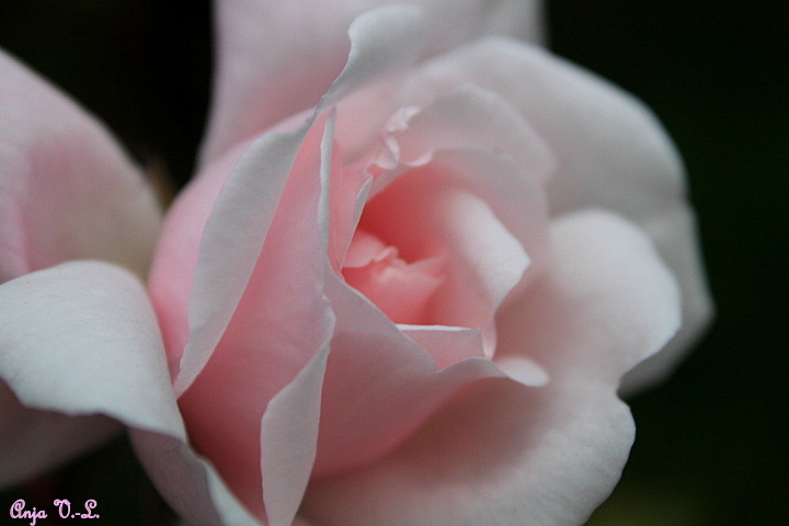 Gentle Rose