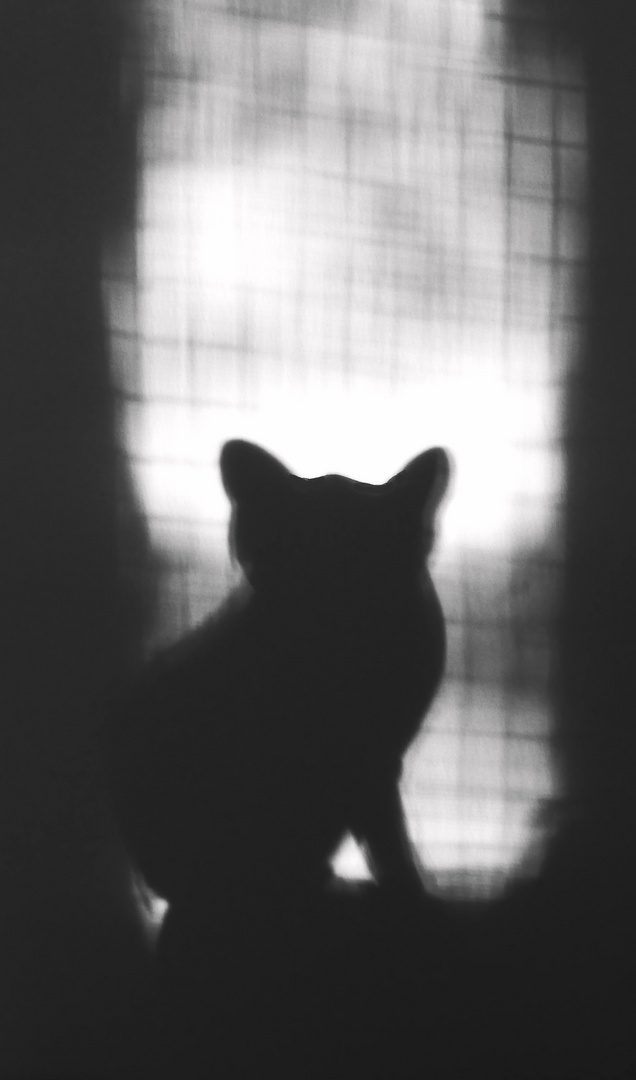gentle shadow of a cat