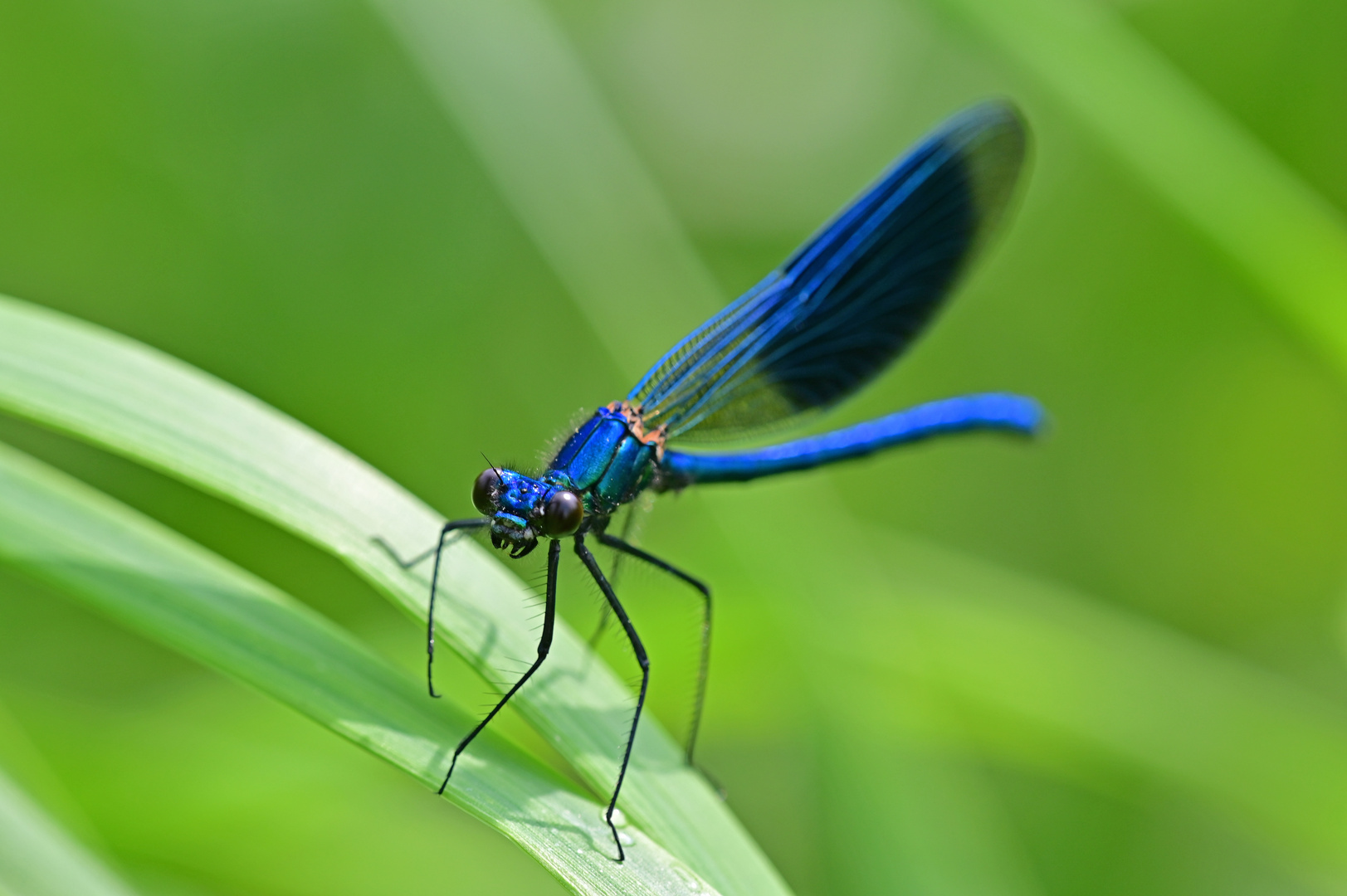 Gentleman in blauem Smoking - Calopteryx splendens