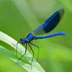 Gentleman in blauem Smoking - Calopteryx splendens