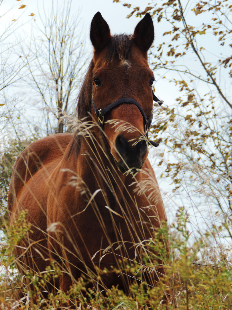 Gentleness