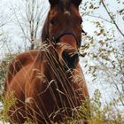 Gentleness