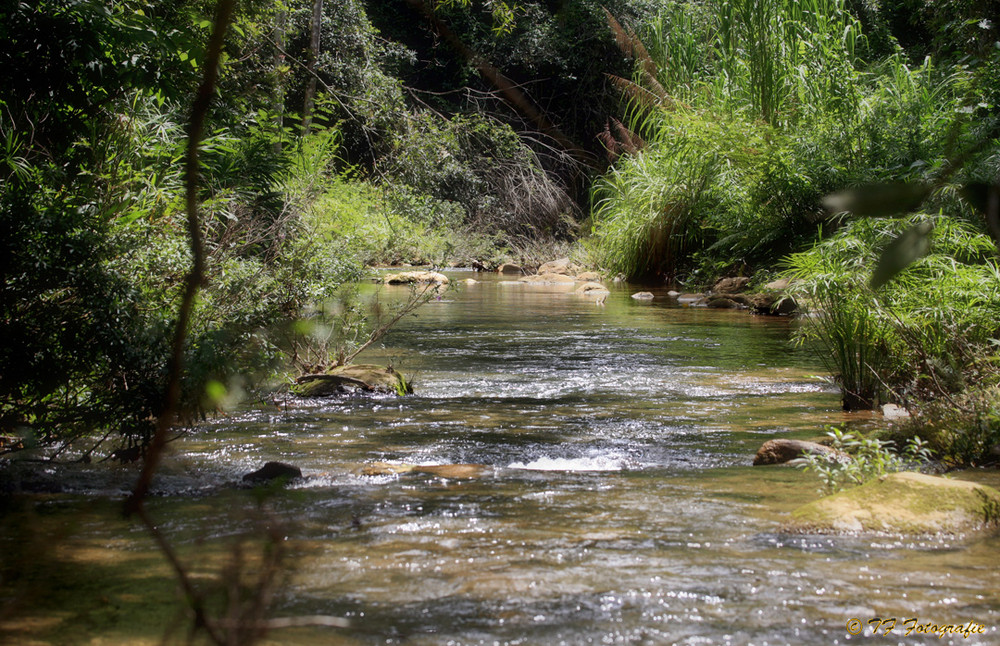 Gently down the stream