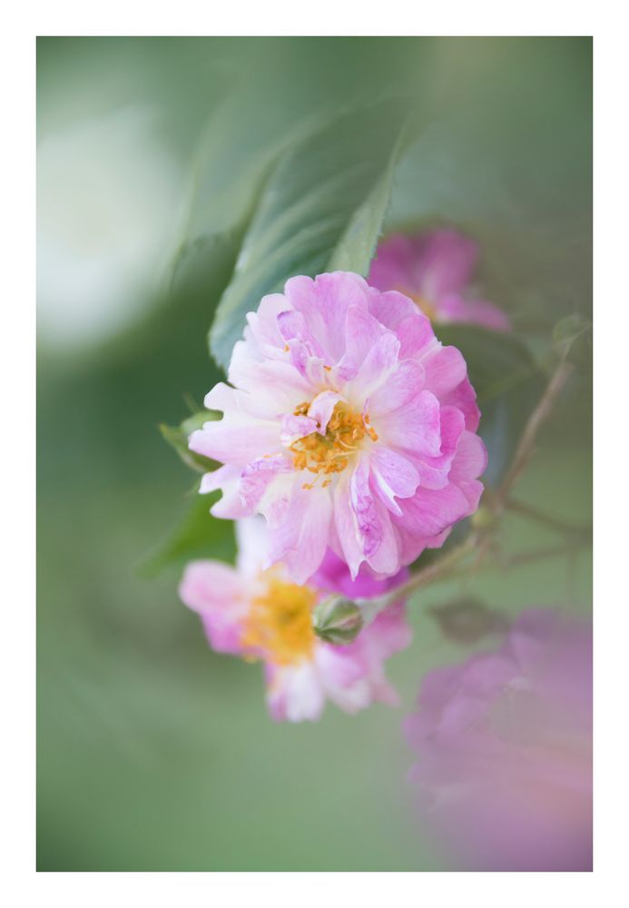 Gently speak flowers-4
