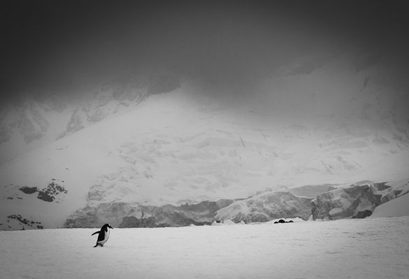 Gentoo allein auf weiter Flur (Neko Bay)
