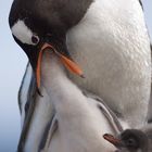 Gentoo Family auf Ronge' Island